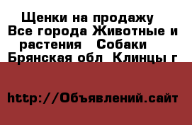 Щенки на продажу - Все города Животные и растения » Собаки   . Брянская обл.,Клинцы г.